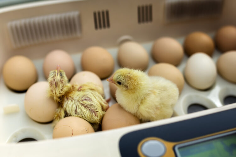 How To Hatch Shipped Eggs Mother Earth News